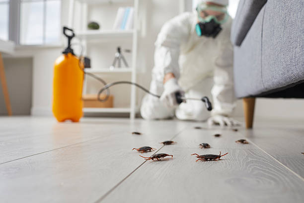 Post-Treatment Bed Bug Interceptor Monitoring in Shiloh